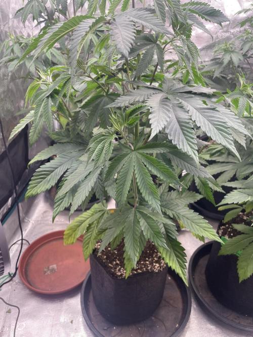 C.C.G / O.S.S Grow Event Citrus Slurp. Week 7