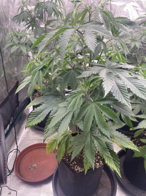 C.C.G / O.S.S Grow Event Citrus Slurp. Week 7