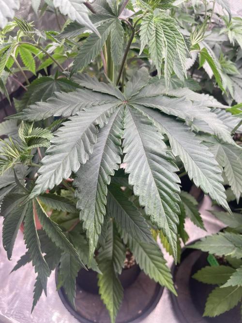 C.C.G / O.S.S Grow Event Citrus Slurp. Week 7