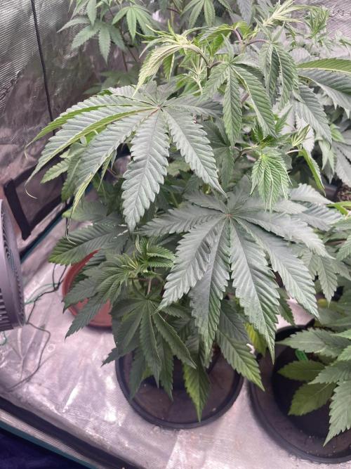 C.C.G / O.S.S Grow Event Citrus Slurp. Week 7
