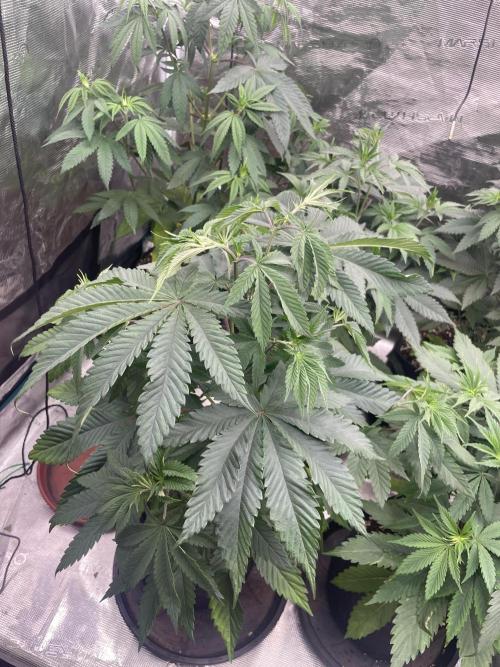 C.C.G / O.S.S Grow Event Citrus Slurp. Week 7