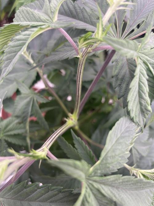 C.C.G / O.S.S Grow Event Citrus Slurp. Week 7