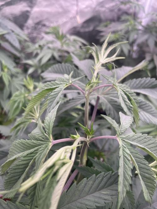 C.C.G / O.S.S Grow Event Citrus Slurp. Week 7