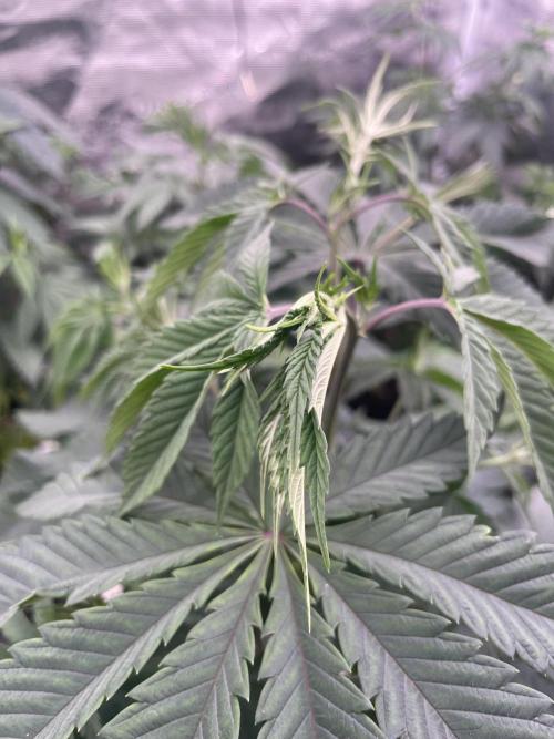 C.C.G / O.S.S Grow Event Citrus Slurp. Week 7