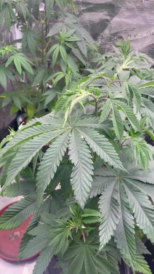 C.C.G / O.S.S Grow Event Citrus Slurp