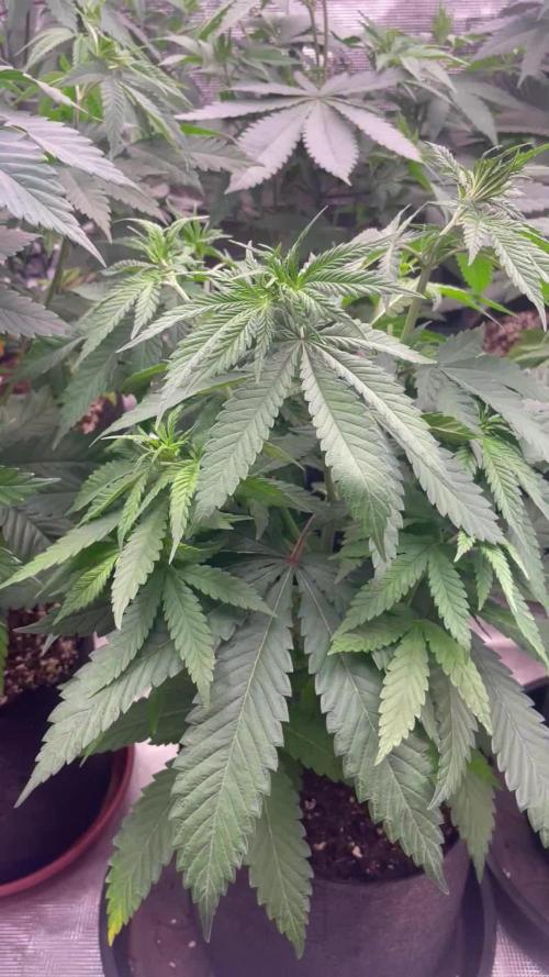 C.C.G / O.S.S Grow Event Banana Fumes