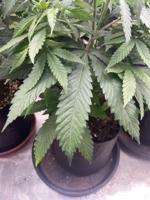 C.C.G / O.S.S Grow Event Banana Fumes. Week 7