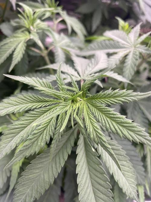 C.C.G / O.S.S Grow Event Banana Fumes. Week 7