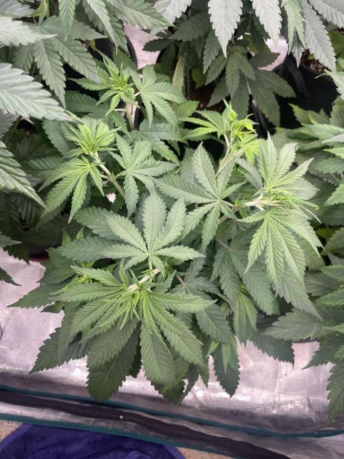 C.C.G / O.S.S Grow Event Banana Fumes. Week 7