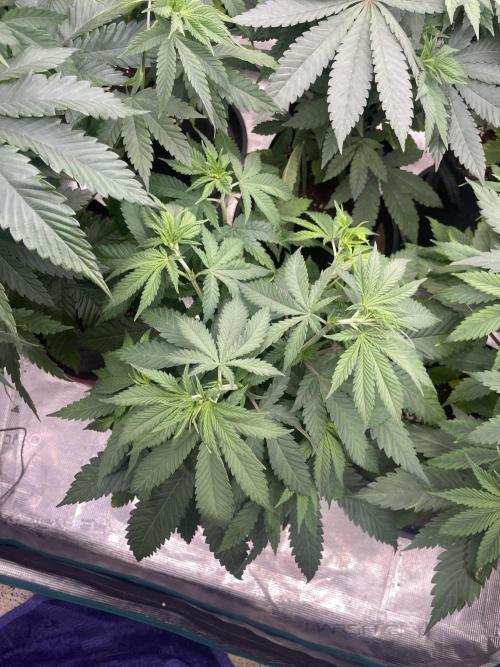 C.C.G / O.S.S Grow Event Banana Fumes. Week 7