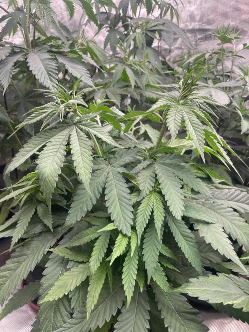 C.C.G / O.S.S Grow Event Banana Fumes. Week 7