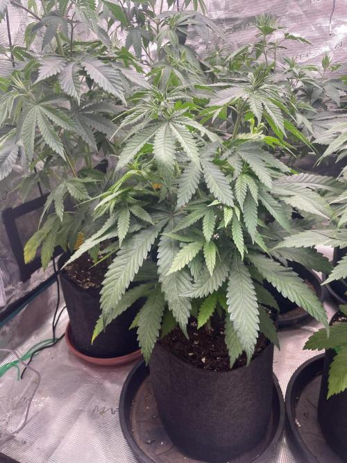 C.C.G / O.S.S Grow Event Banana Fumes. Week 7