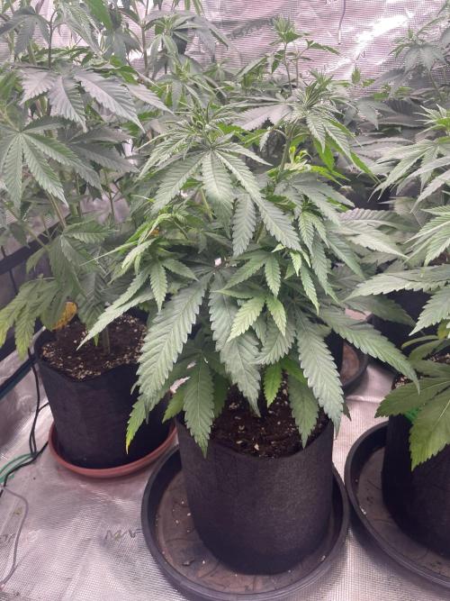 C.C.G / O.S.S Grow Event Banana Fumes. Week 7