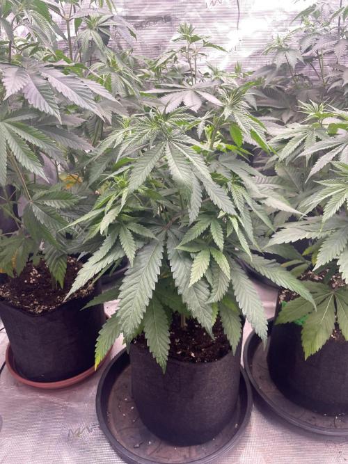 C.C.G / O.S.S Grow Event Banana Fumes. Week 7