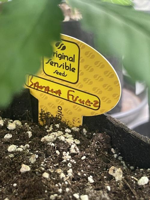 C.C.G / O.S.S Grow Event Banana Fumes. Week 7