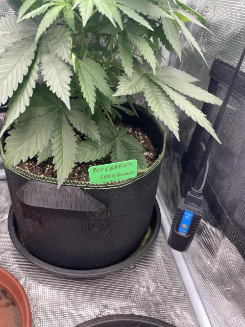 Blueberry. Week 5