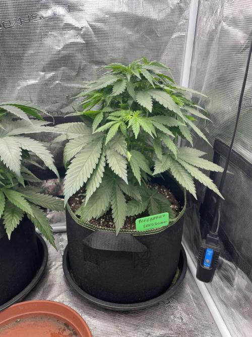 Blueberry. Week 5