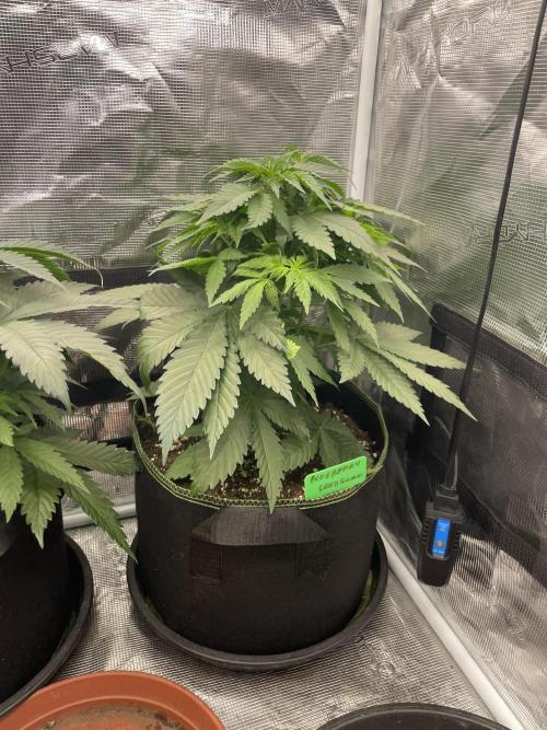Blueberry. Week 5