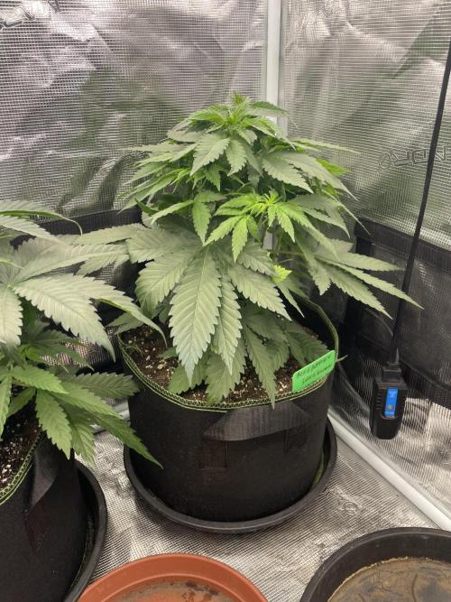 Blueberry. Week 5