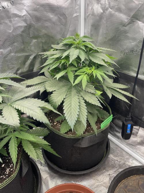 Blueberry. Week 5