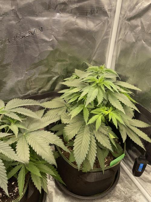 Blueberry. Week 5