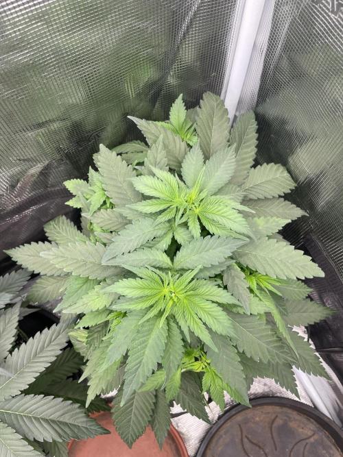 Blueberry. Week 5