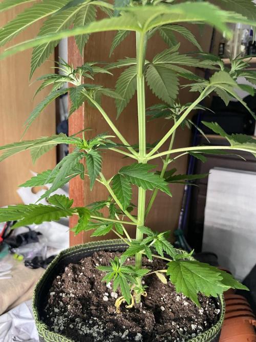Northern lights. Week 5