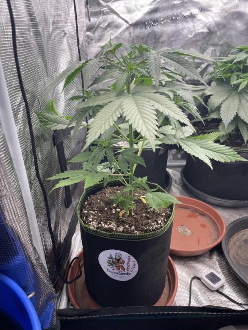 Northern lights. Week 5