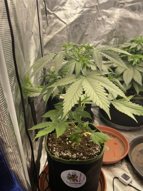 Northern lights. Week 5