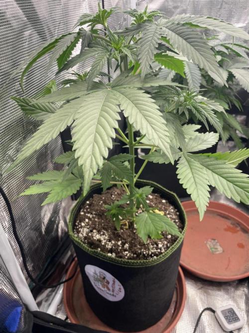 Northern lights. Week 5