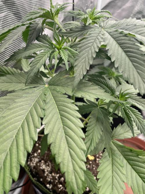 Northern lights. Week 5