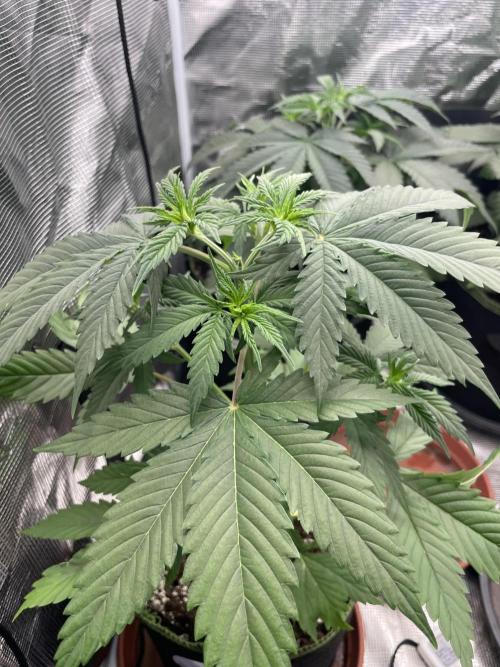 Northern lights. Week 5
