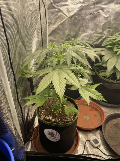 Northern lights. Week 5