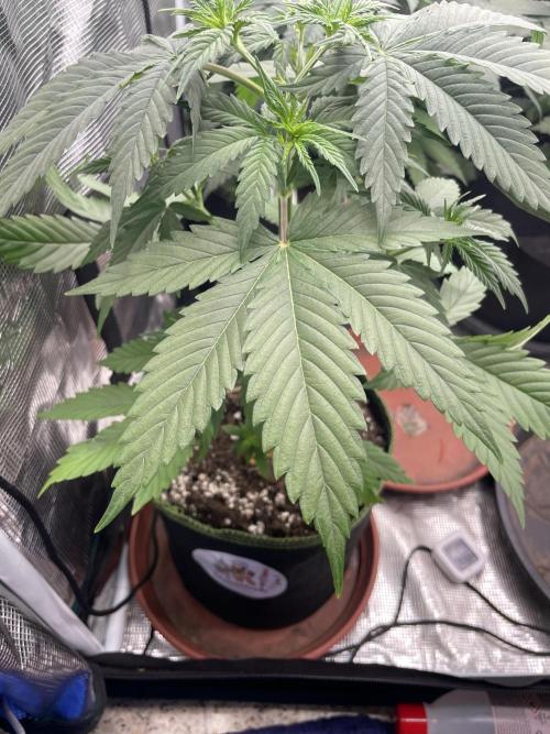 Northern Lights. Week 5