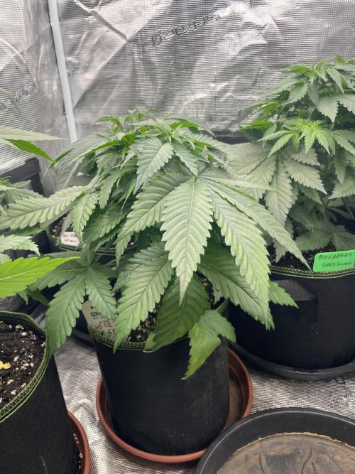Cherry 🍒 Dream 💭. Week 5