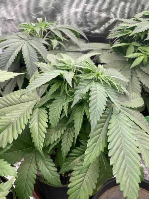 Cherry 🍒 Dream 💭. Week 5