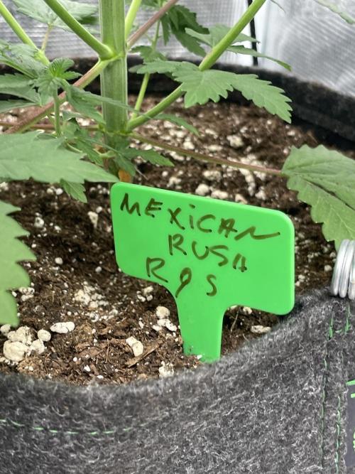 Mexican rush. Week 5