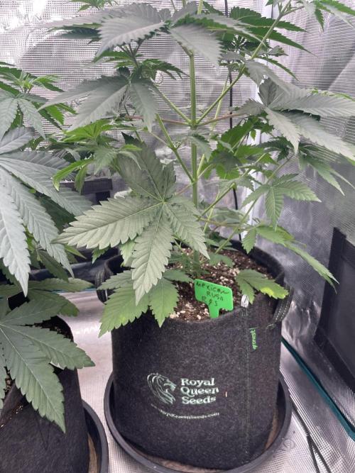 Mexican rush. Week 5