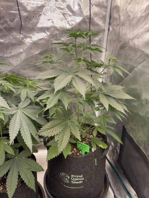 Mexican rush. Week 5