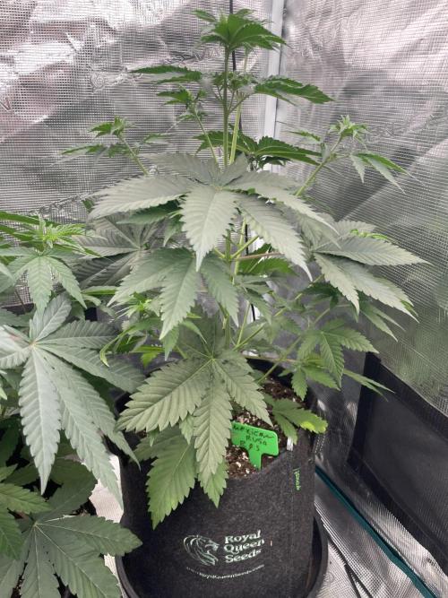 Mexican rush. Week 5