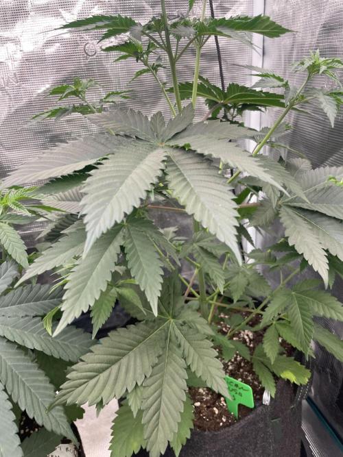 Mexican rush. Week 5