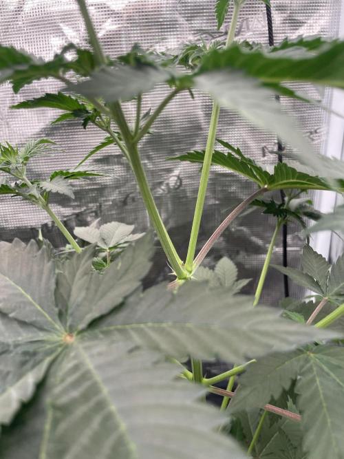 Mexican rush. Week 5