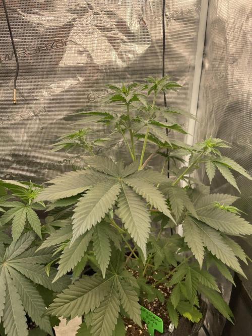 Mexican rush. Week 5