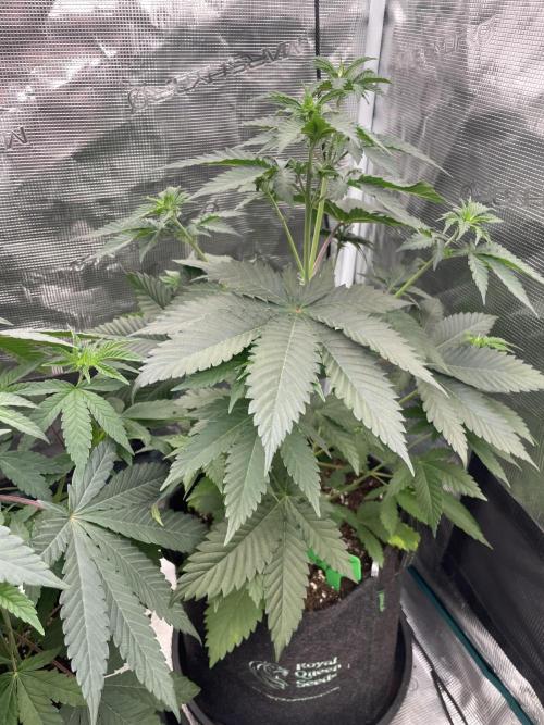 Mexican Rush. Week 5