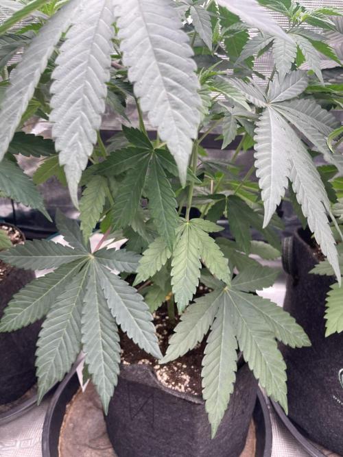 Gary Sherbet. Week 5