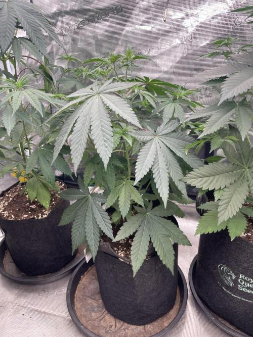 Gary Sherbet. Week 5