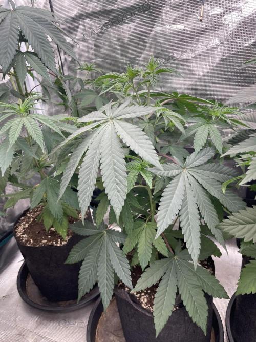 Gary Sherbet. Week 5