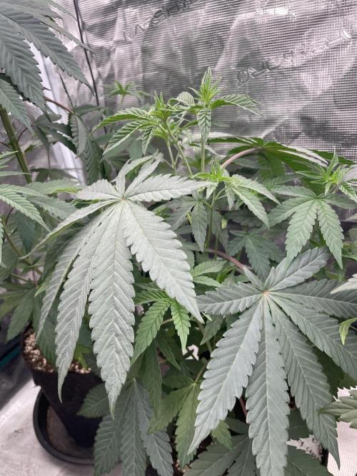 Gary Sherbet. Week 5