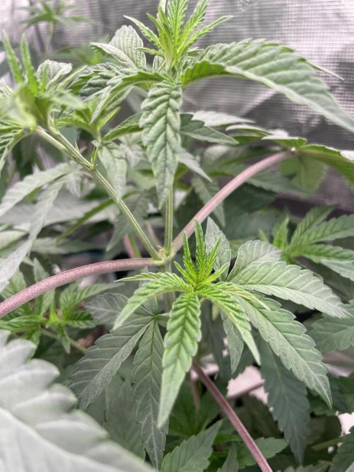 Gary Sherbet. Week 5