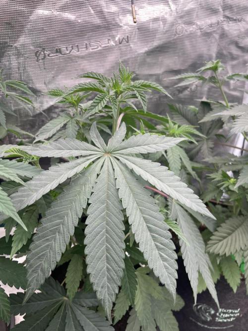 Gary Sherbet. Week 5